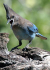Jay_2 Jay_2